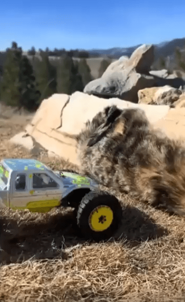 출처 : Reddit / 오프로드 자동차 장난감이 고양이를 향해 간다