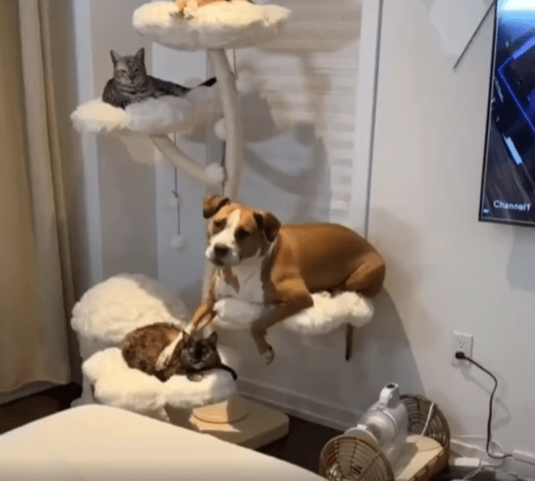 출처 : Reddit / 캣타워에 고양이들과 함께 고양이처럼 있는 강아지 한마리
