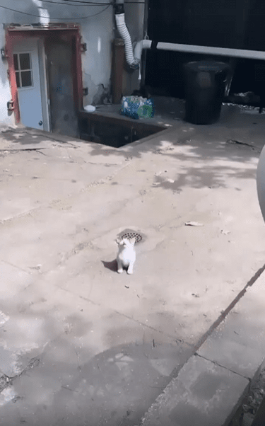 출처 : Reddit / 햇빛이 비추는 곳에 새끼 고양이가 있다