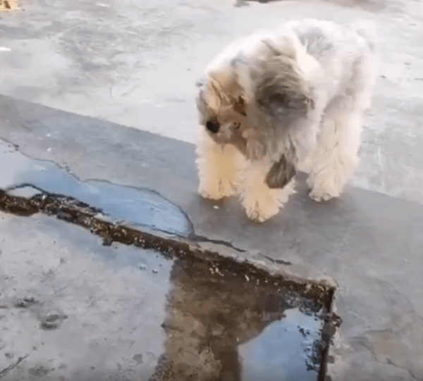 출처 : Reddit / 고인 물 웅덩이에 비친 자신을 바라보고 있는 강아지