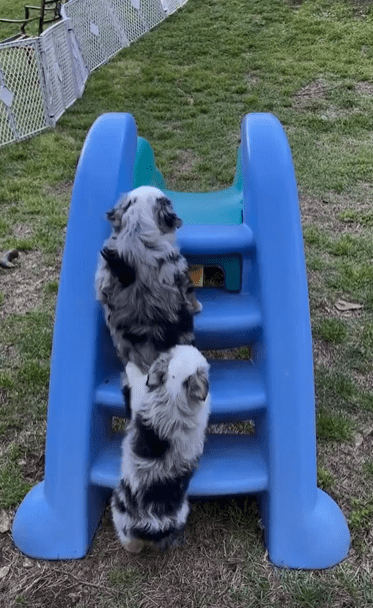 출처 : Reddit / 미끄럼틀을 올라가는 새끼 강아지