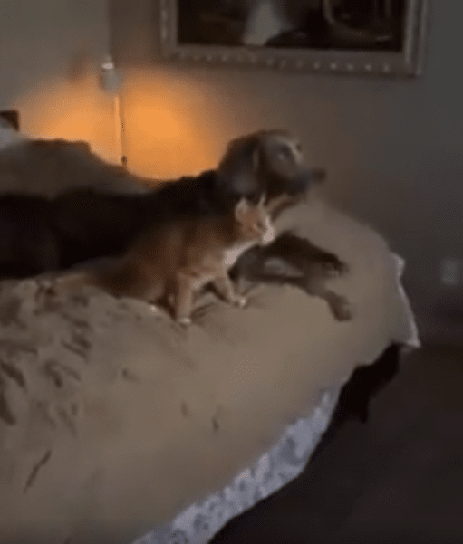 출처 : Reddit / 고양이와 강아지가 침대위에 있다