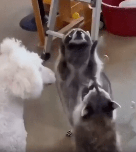 출처 : Reddit / 두 너구리가 비누방울을 터트리며 놀구 있다