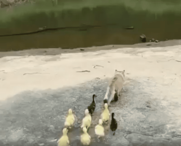 출처 : Reddit / 한마리의 고양이뒤를 따르는 새끼 오리들