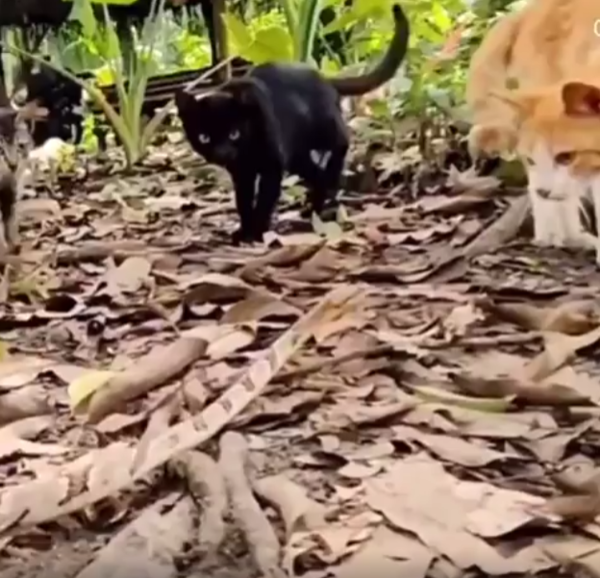 출처 : Reddit / 고야이들에게 뱀한마리가 다가온다