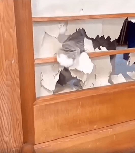 출처 : Reddit / 고양이가 문에 바른 종이를 뜯는중이다