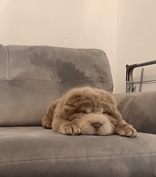 출처 : Reddit / 강아지 한마리가 소파위에 누워있다