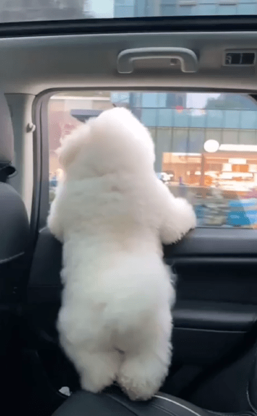 출처 : Reddit / 차 안에 있는 강아지