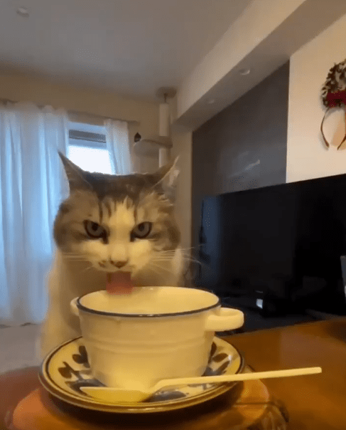 출처 : Reddit / 고양이가 컵의 물을 핥아 먹고있다