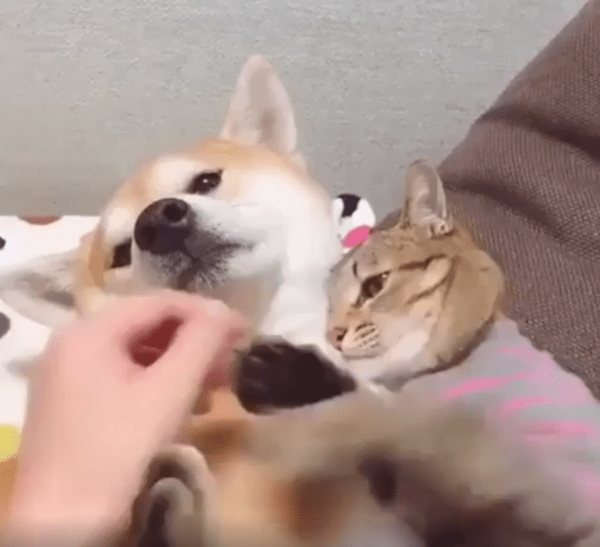 출처 : Reddit / 고양이가 강아지를 꼬옥 껴안고 있다