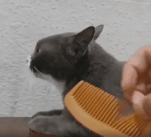 출처 : Reddit / 고양이 옆에서 빗을 긁어본다