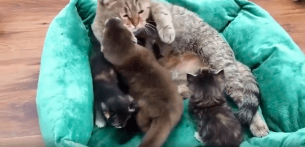 출처 : Reddit / 고양이 무리와 새끼 수달이 방석위에 있다