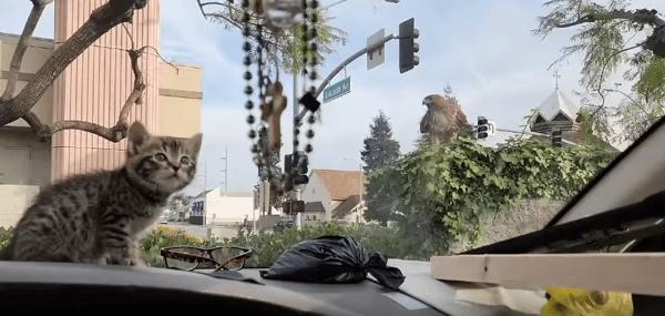 출처 : Reddit / 새끼 고양이가 운전석 위에 있다