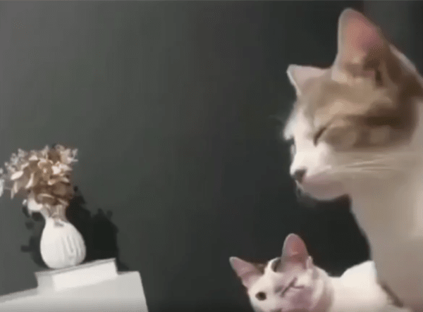 출처 : Reddit / 두 고양이가 있다