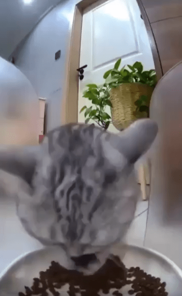 출처 : Reddit / 고양이가 사료를먹고 있다