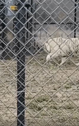 출처 : Reddit / 백호가 보인다