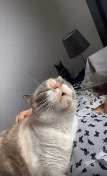 출처 : Reddit / 주인 몸위에 올라가있는 고양이