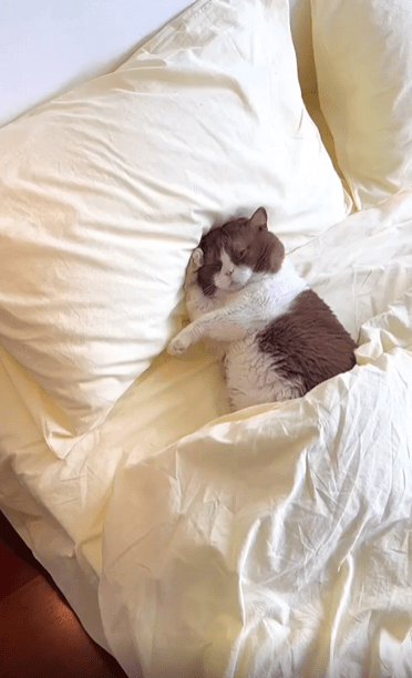 출처 : Reddit / 침대위의 고양이가 잠을 자고있다