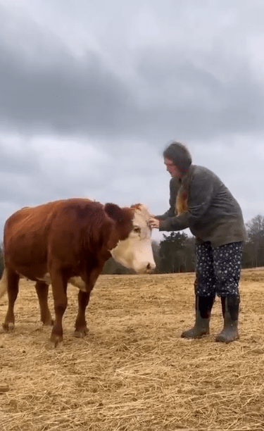 출처 : Reddit / 주인이 소의 머리를 긁어준다
