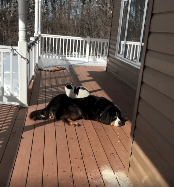 출처 : Reddit / 강아지와 고양이가 야외 테라스에서 햇빛을 받으며 쉬고있다