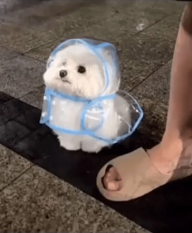 출처 : Reddit / 비오는 실외 우비를 쓰고 있는 강아지