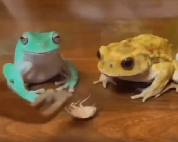 출처 : Reddit / 개구리 두마리가 있다.