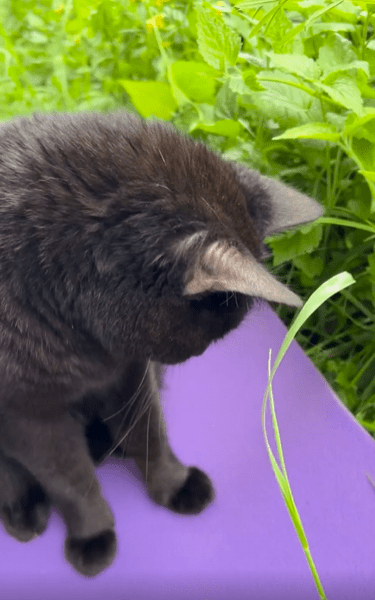 출처 : Reddit / 주인과 풀밭에온 고양이