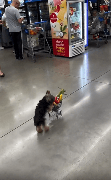 출처 : Reddit / 강아지가 작은 쇼핑카트를 끌고 가고있다