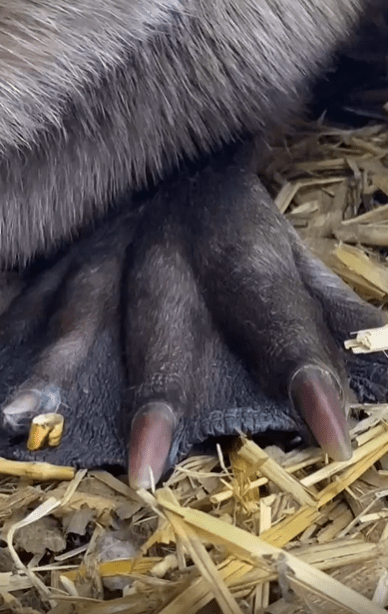 출처 : Reddit / 비버가 당근을 씹어먹는 모습을 줌해서 찍었다