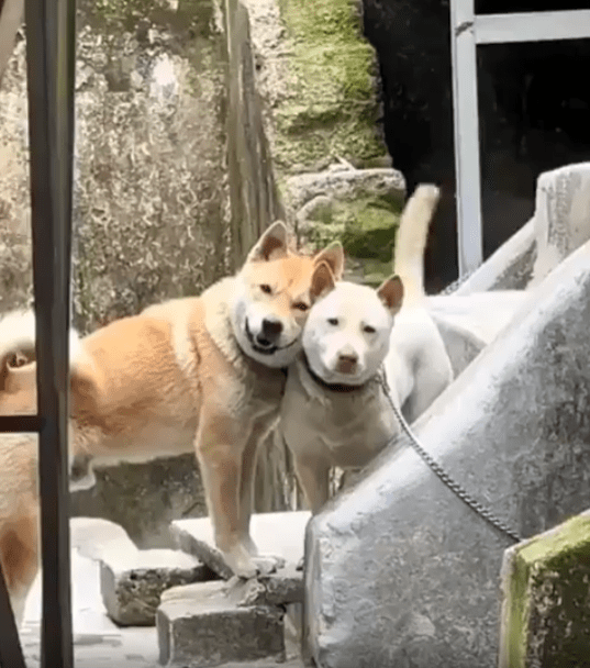 출처 : Reddit / 두 강아지가 서로 얼굴을 맞댄채 꼬리를 흔들고 있다