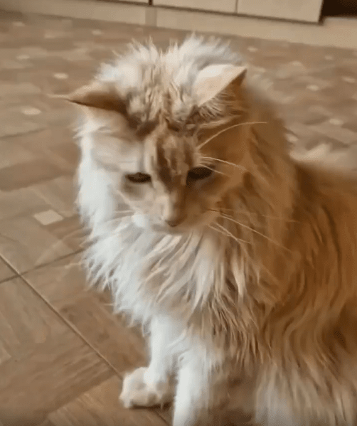 출처 : Reddit / 주인이 원하는 하이파이브를 해줄듯이 하다가 해주지 않는 고양이