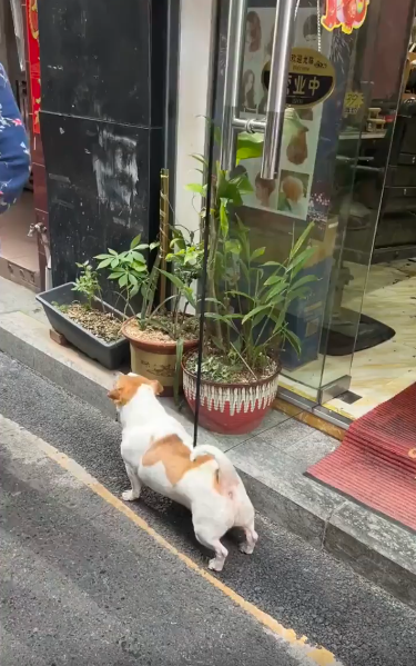 출처 : Reddit / 유리문과 바닥틈 사이로 강아지가 들어가 등을 긁고있다