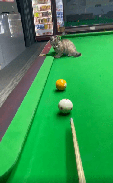 출처 : Reddit / 당구대 위에 있는 고양이