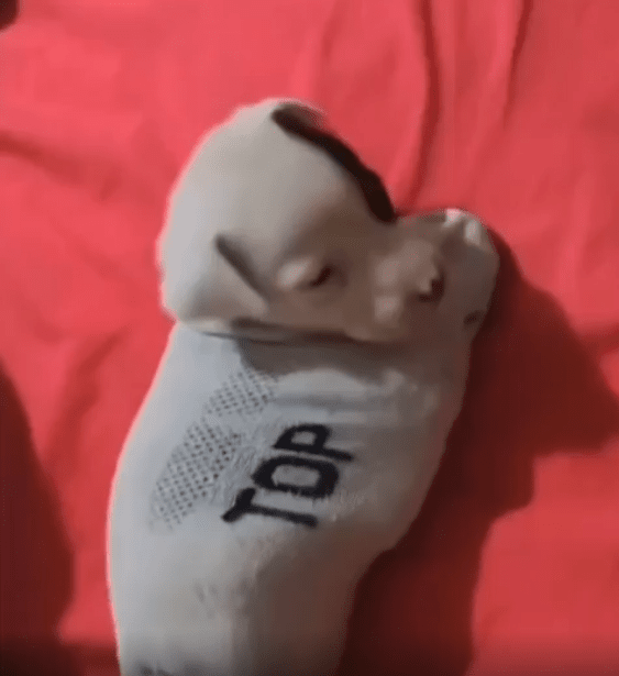 출처 : Reddit / 양말 속에서 자는 새끼 강아지