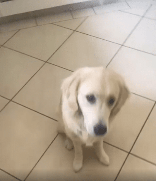 출처 : Reddit / 강아지에게 약을 숨겨넣은 빵을 던지는 주인