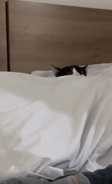 출처 : Reddit / 침대 배개뒤의 고양이가 카메라를 발면하면 숨는다