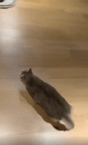 출처 : Reddit / 고양이가 방석을 향해 달려가 점프후에 처박힌다