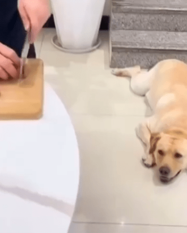 출처 : Reddit / 일부러 떨어트린 고기를 강아지가 앞발로 숨겼다가 주인이 자리를 비우자 눈치를 보다가 얼른 먹어 버린다