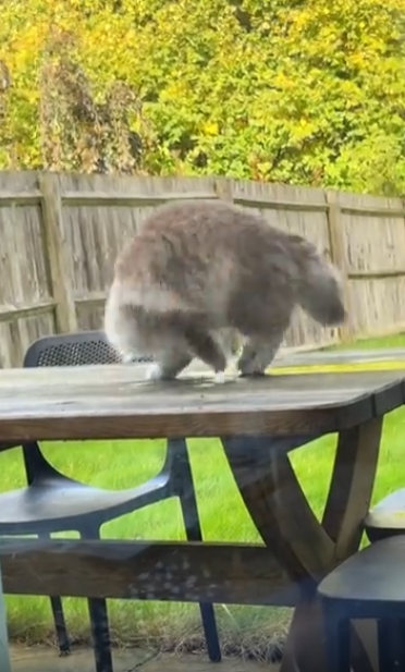 출처 : Reddit / 꼬리에 걸린 장난감을 쫓으며 빙빙 도는 고양이