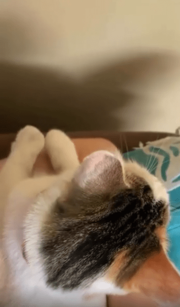 출처 : Reddit / 작은 테이블위에 고양이가 앉아있고 두앞발을 리드미컬하게 번갈아가며 살짝 올렸다내렸다 하고있다