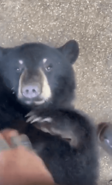 출처 : Reddit / 곰 한마리가 바닥에 등을 대고 누워있다 사람이 다가와 곰의 배를 쓰다듬어 준다