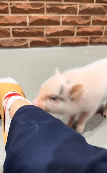 출처 : Reddit / 다리밑에있는 새끼 돼지가 사람에게 관심이있는지 잠시후 폴짝 무릎위로 뛰어올라와 킁킁거린다