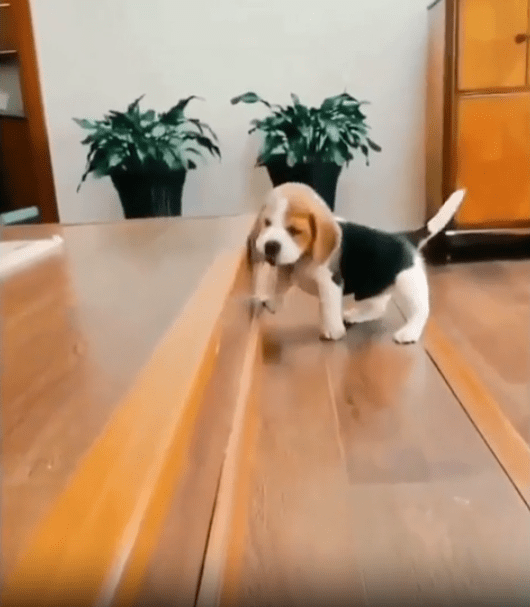 출처 : Reddit / 새끼강아지가 높은 계단턱을 힘겹게 오르고 있다