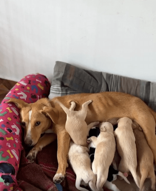 출처 : Reddit / 한 새끼강아지가 거꾸로 매달려 젖을 먹고있다