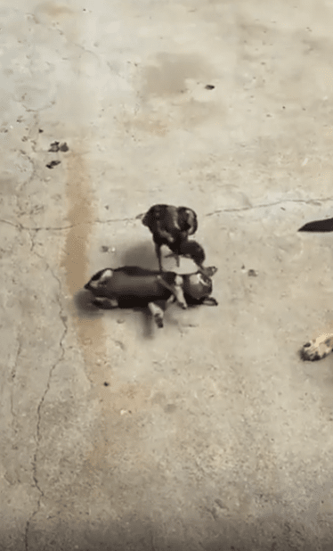 출처 : Reddit / 새끼강아지와 병아리가 서로 장난을치며 놀고있다