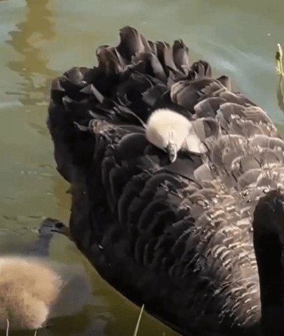 출처 : Reddit / 엄마 백조 등에 기대어 아기 백조가 낮잠을 자고 있다