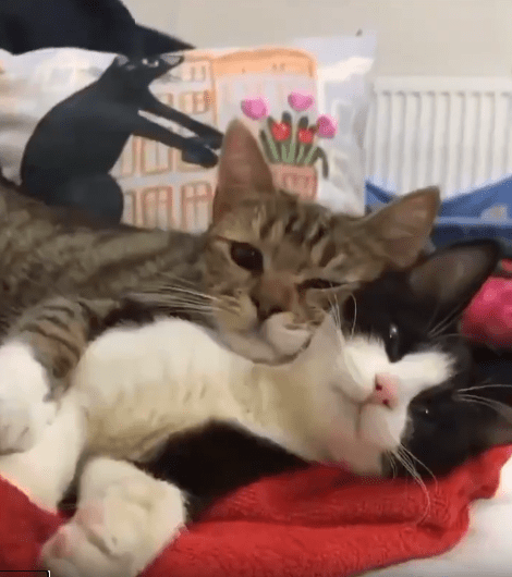출처 : Reddit / 검은색과 흰색 고양이를 베개삼아 누워 있는 줄무늬 고양이.