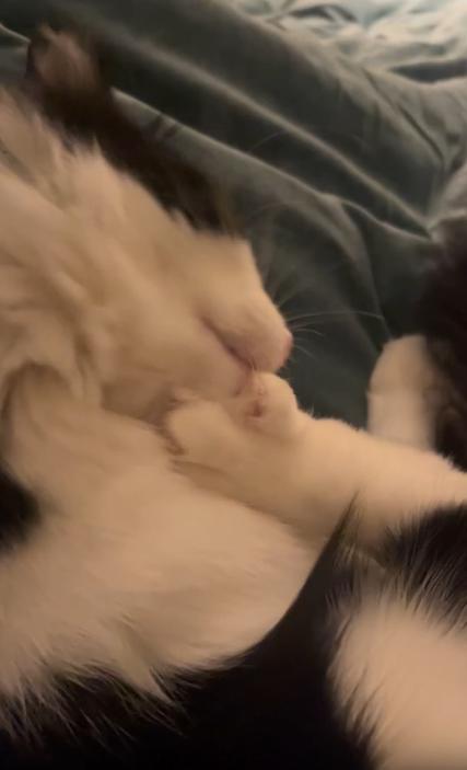 출처 : Reddit / 이불위에 누워서 발가락사이와 젤리를 열심히 청소중인 고양이