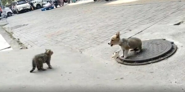 출처 : Reddit / 고양이는 강아지가 목줄때문에 더 올수 없다는 걸알고 놀리듯 누운채 천천히 다가간다