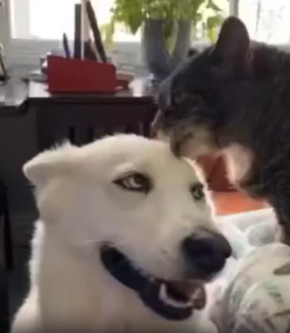 출처 : Reddit / 하얀 강아지가 앉아있고 침대위의 고양이가 하얀강아지의 얼굴을 그루밍 해준다